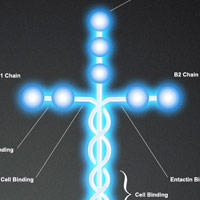 Laminin