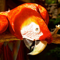 Creation Tidbits - The Macaws