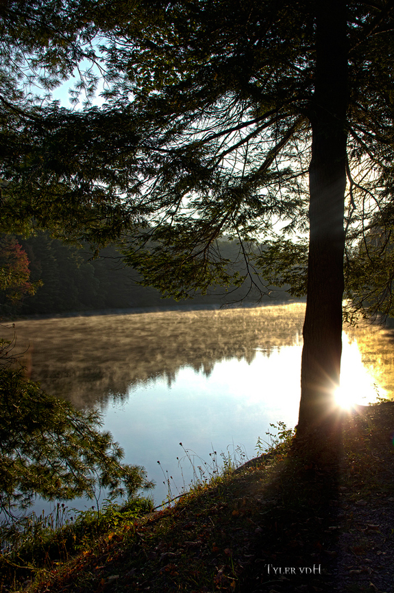 Pine Flare by Tyler van der Hoeven