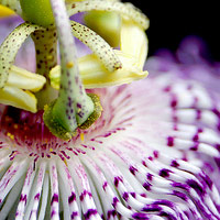 Passion Flower